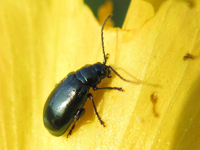 Chrysomelidae: Altica quercetorum ssp. saliceti (cf.)
